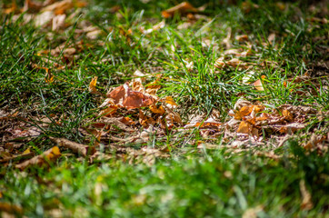 autumn leaves on green grass