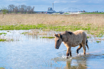 Horse walking in flooded water