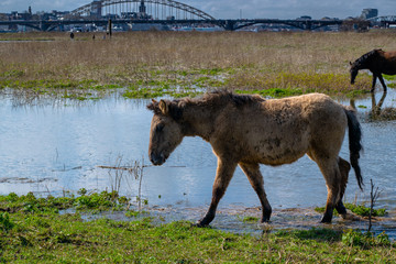 Horses stading in polder landscape