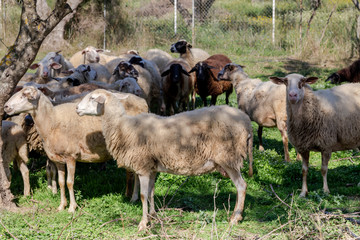 Sheep graze in a meadow close-up