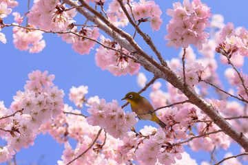 細井桜とメジロ