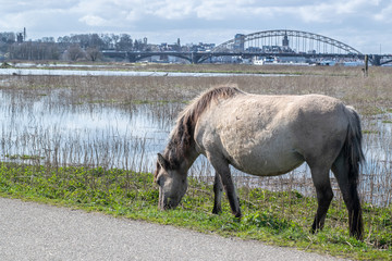 Horse eat grass in polder landscape