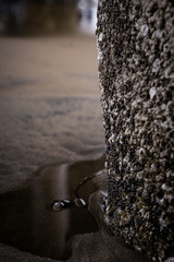 Ocean Waves Crashing Under a Pier