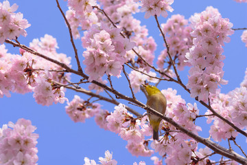細井桜とメジロ
