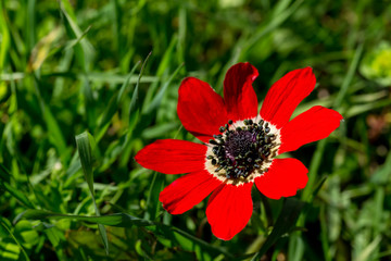 Spring, red anemone (Anemone coronaria) grows in a meadow close-up