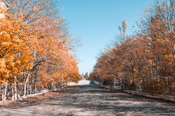 Majestic autumn trees glowing by sunlight. Red and yellow autumn leaves. Dramatic scene. Azerbaijan