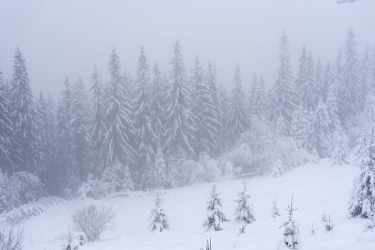 Winter snow-covered trees © Konstantin Maslak