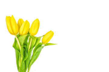 Yellow tulip flowers with white background