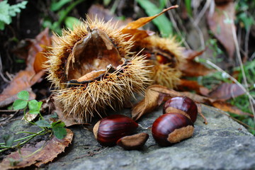 Ricci e castagne, autunno, frutti atunnali