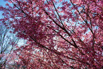 Looking Up at a Budding Pink Tree Against a Clear Blue Sky