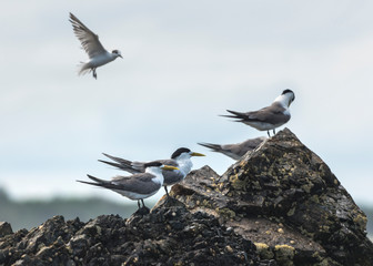 Commons terns on the beach, Byron Bay Australia