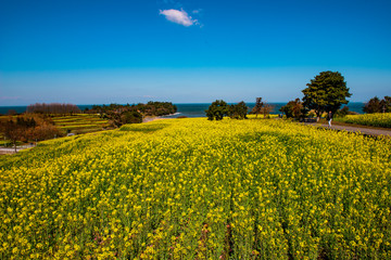 Obraz premium 長崎鼻の菜の花