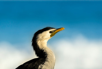 Cormorant by the sea