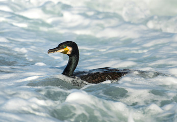 Cormorant by the sea
