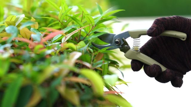 a man hand working in garden is pruning of ornamental trees at home in morning