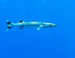 Fototapeta premium Barracuda, Oahu Hawaii