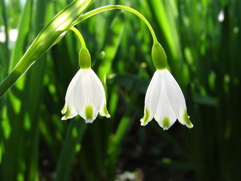 CAMPANILLAS BLANCAS  DE OTO&Ntilde;O (ACIS AUTUMNALIS)