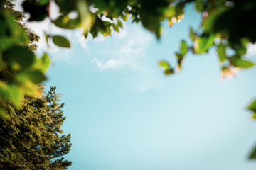 green leaves and blue sky, for text