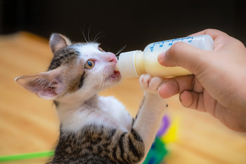 Nursing a Kitten with a Milk Bottle - Hand Feeding