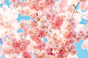 Nature background with pink flowers blossoming in spring