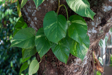 Epipremnum aureum or golden pothos wiggle on a big tree in the garden.