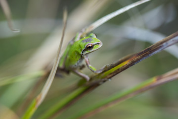 Pacific Tree Frog I
