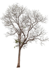 isolated death tree on white background with clipping path
