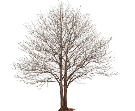 isolated death tree on white background with clipping path