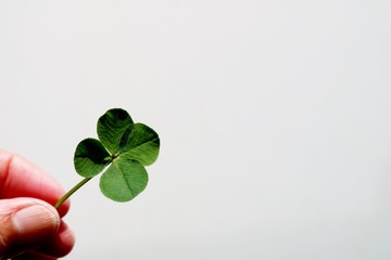 よつ葉クローバー　幸運　指　シニア　女性　屋内