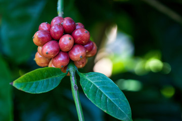 Closeup of robusta coffee beans ripening fruit on tree in farm and plantations in Thailand.