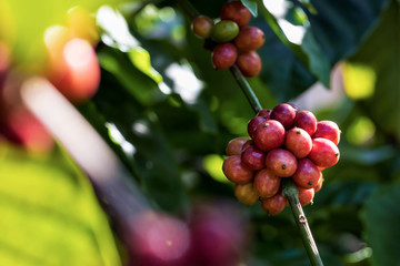 Closeup of robusta coffee beans ripening fruit on tree in farm and plantations in Thailand.