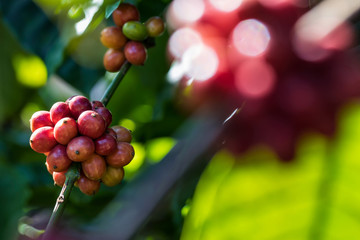 Closeup of robusta coffee beans ripening fruit on tree in farm and plantations in Thailand.