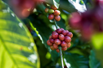 Closeup of robusta coffee beans ripening fruit on tree in farm and plantations in Thailand.