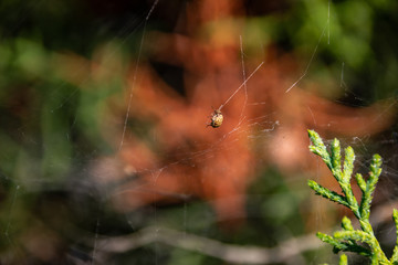 ara&ntilde;a en medio de un pino