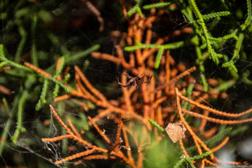 araña en medio de un pino