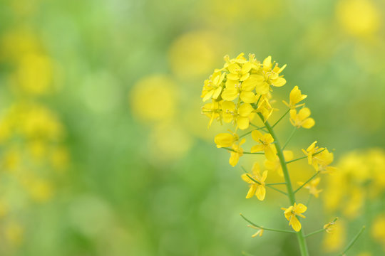なばな 画像 - 参照 79,686 Stock 写真、ベクターおよびビデオ | Adobe Stock