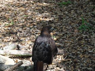 bird of prey