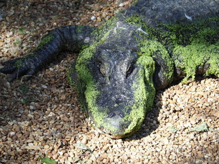 crocodile in water