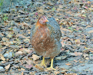 Speckled hen