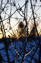 Icicles in branches