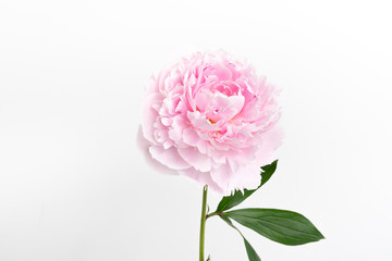 Pink and Burgundy peony background floral flat lay