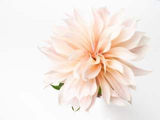 Single fresh dahlia bloom on white background © IlzeLuceroPhoto