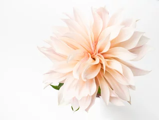 Foto op Plexiglas Single fresh dahlia bloom on white background © IlzeLuceroPhoto