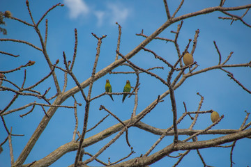 Pericos en armonia