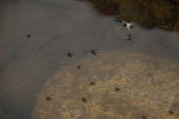 pequeños insectos sobre el agua