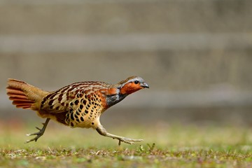 広場を全力疾走するコジュケイ