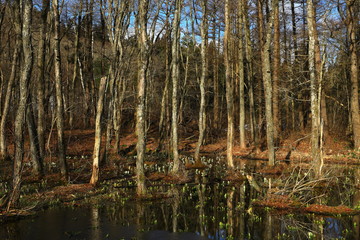 Obraz premium 西和賀町 森に咲く水芭蕉