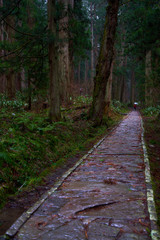 杉林のなかの石道