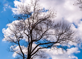A bare winter tree with a bright blue sky and white clouds behind it on a sunny winter day