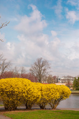 Cherry Blossom yellow color petal trees with Sky with Cloud in Background